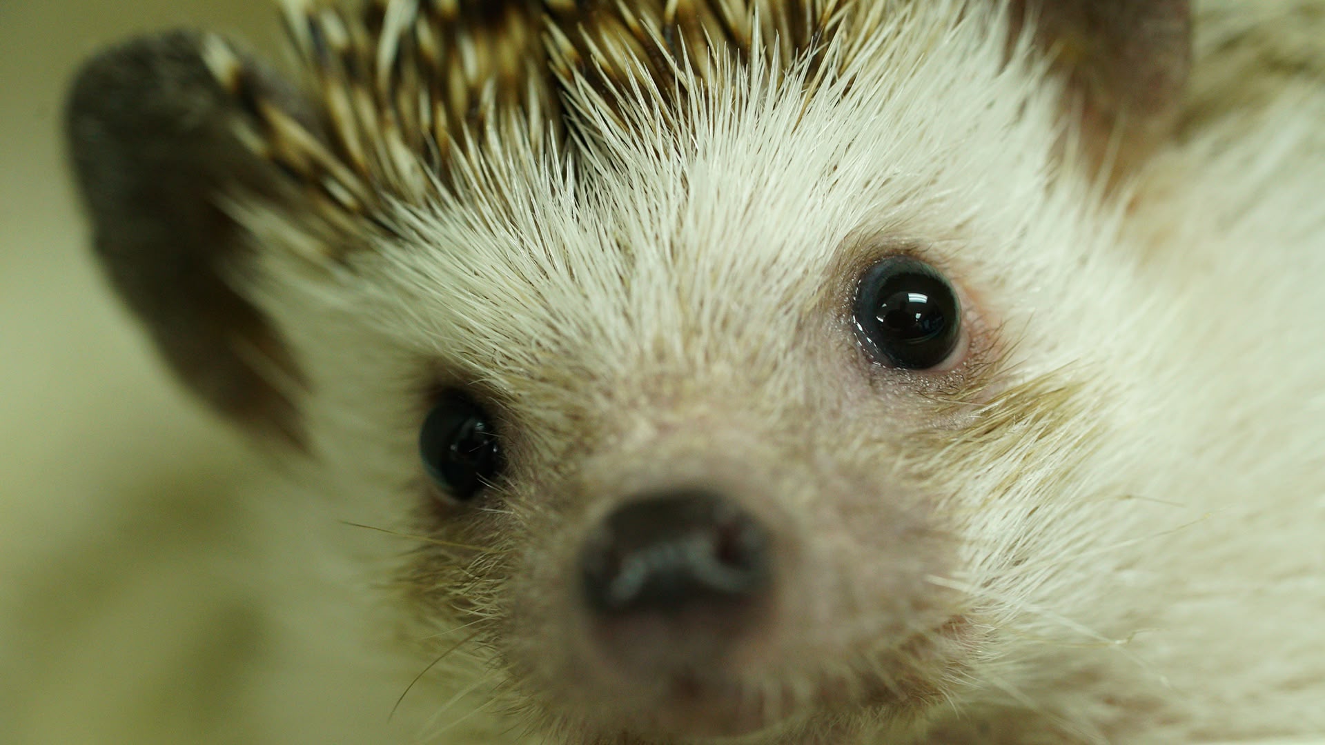 Exotic Animal ER: Double Dose artwork