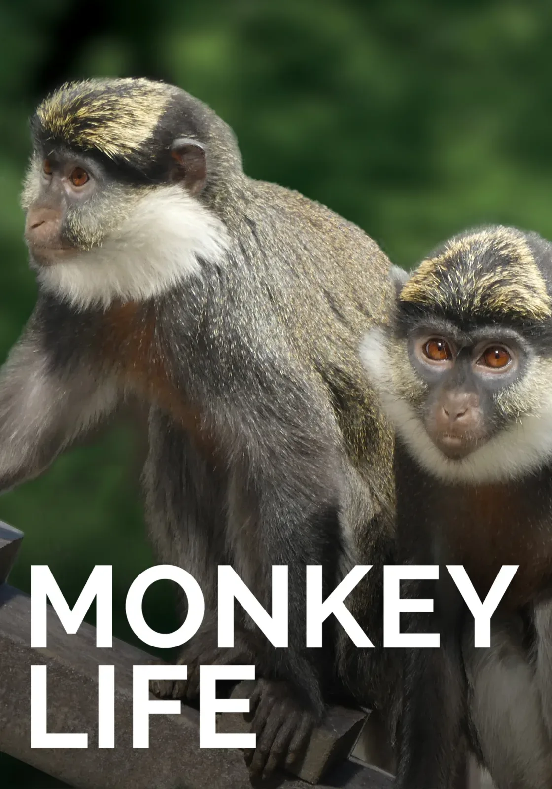 Monkey Life artwork