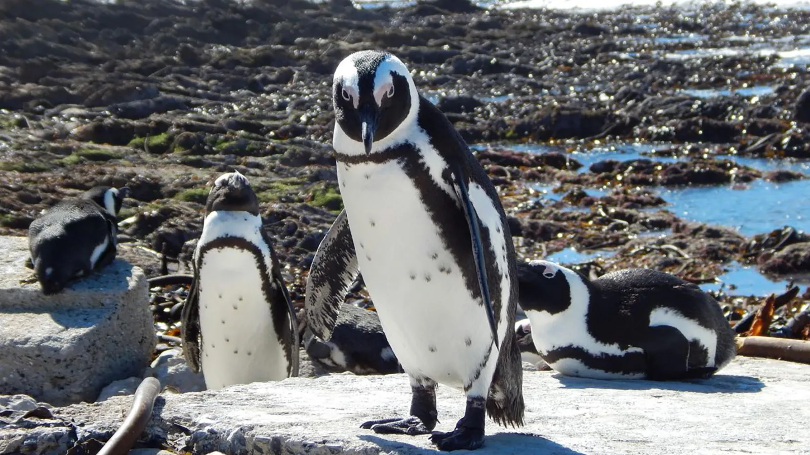 Meet The Penguins artwork